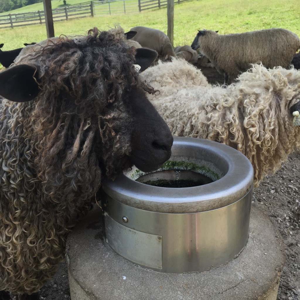 sheep at waterer