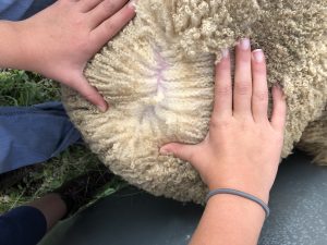 shetland wool fleece