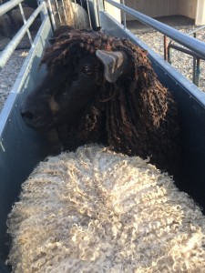 Wensleydale Sheep