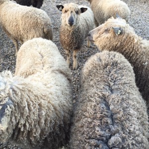 wensleydale sheep