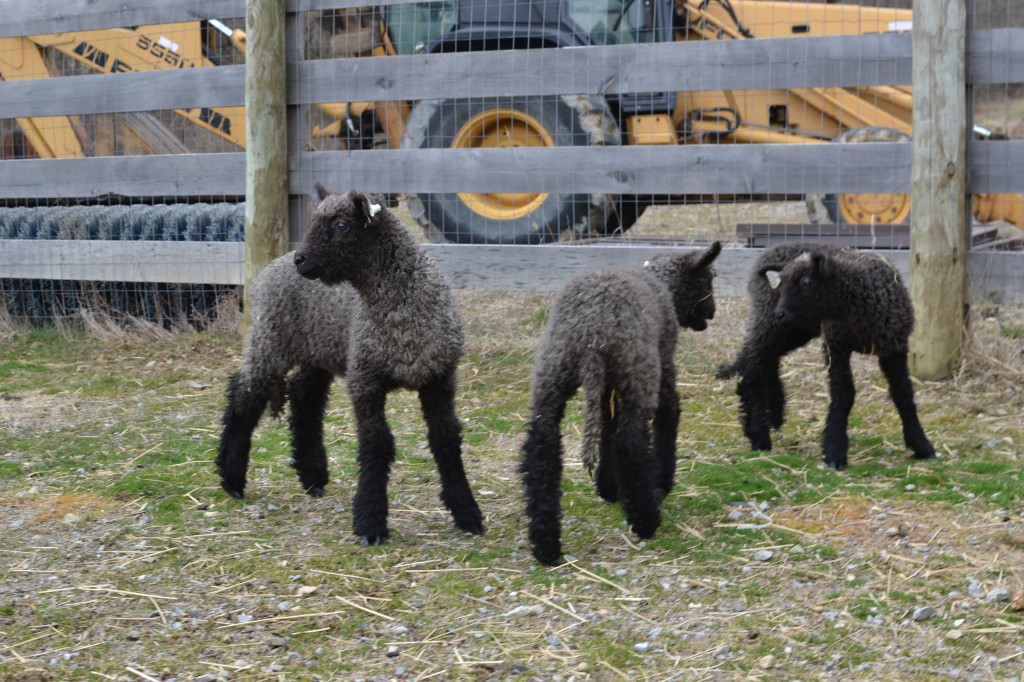 wensleydale sheep