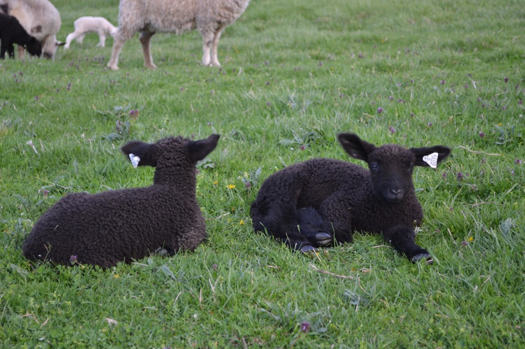 wensleydale sheep