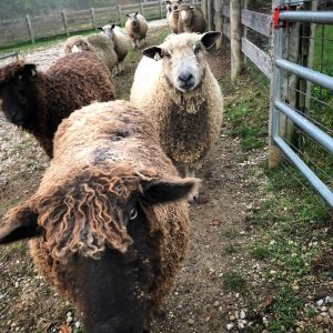 wensleydale sheep