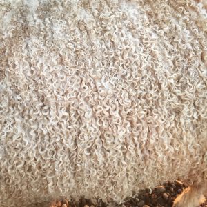 sheep fleece