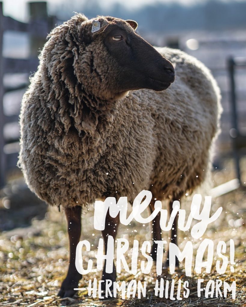 christmas sheep