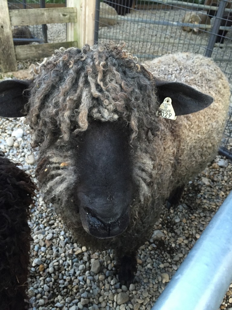 wensleydale sheep