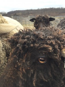 wensleydale cormo sheep