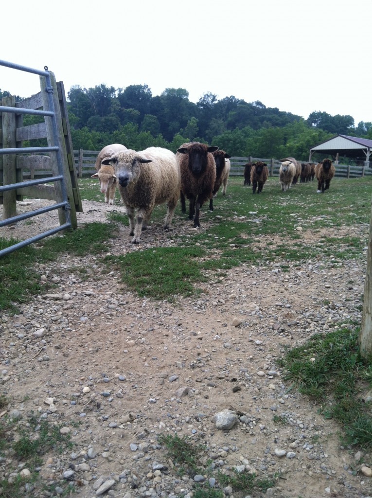 Heading out to the pasture