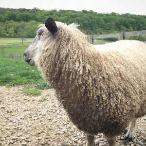 wensleydale sheep